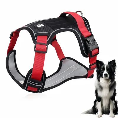 Pawzy Ensemble harnais et laisse pour chat et chien