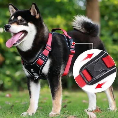 Pawzy Ensemble harnais et laisse pour chat et chien