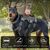 Zoomtopia Harnais anti traction pour chien