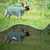 Zoomtopia Kühlweste für Hunde Zoomtopia Kühlweste für Hunde