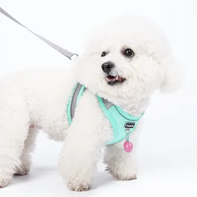 Zoomtopia Harnais pour chien et chat Zoomtopia Harnais pour chien et chat