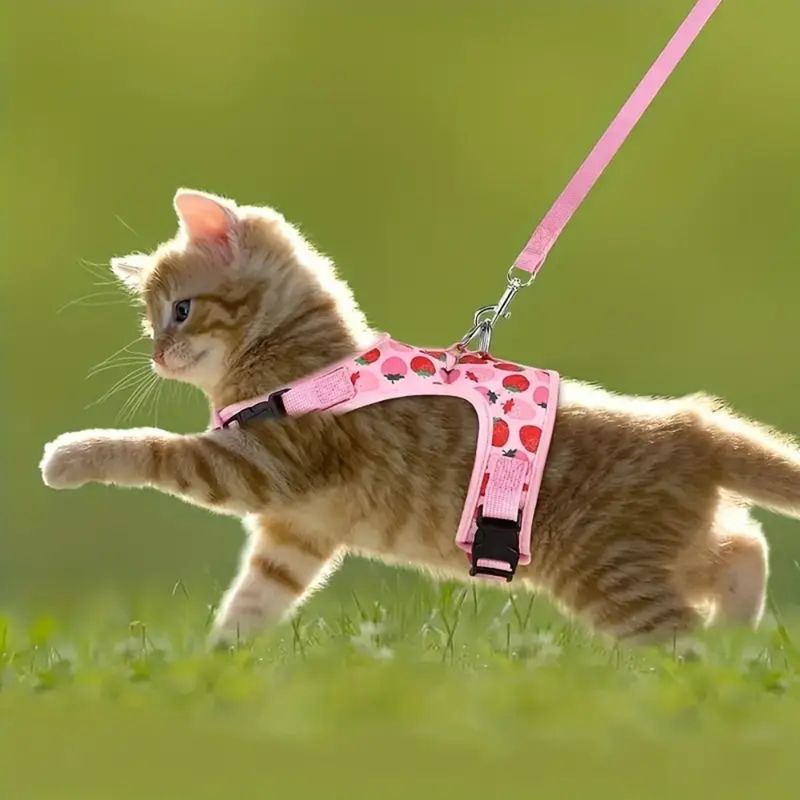 Zoomtopia Harnais pour chat et petit chien