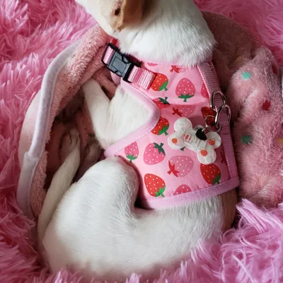 Zoomtopia Harnais pour chat et petit chien