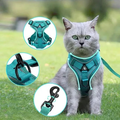 Zoomtopia Laisse avec harnais pour chat