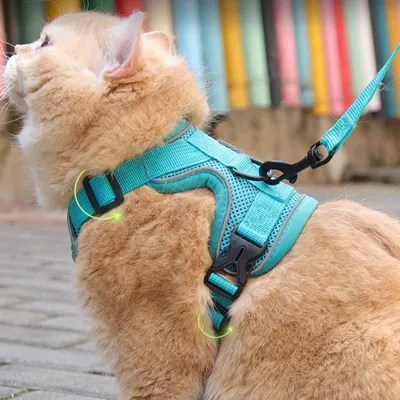 Zoomtopia Laisse avec harnais pour chat