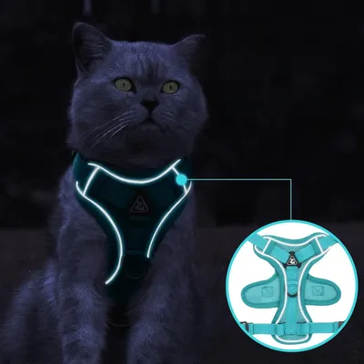 Zoomtopia Laisse avec harnais pour chat