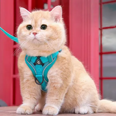 Zoomtopia Laisse avec harnais pour chat