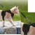 Zoomtopia Harnais pour chat Zoomtopia Harnais pour chat