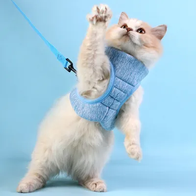 Zoomtopia Harnais pour chat avec laisse Zoomtopia Harnais pour chat avec laisse