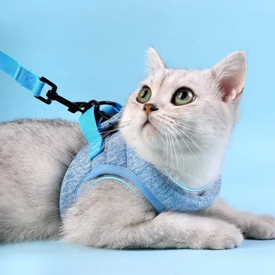 Zoomtopia Harnais pour chat avec laisse Zoomtopia Harnais pour chat avec laisse