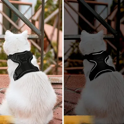Zoomtopia Harnais pour chat Zoomtopia Harnais pour chat