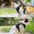 Zoomtopia Harnais pour chat Zoomtopia Harnais pour chat