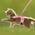 Zoomtopia Harnais pour chat et petit chien