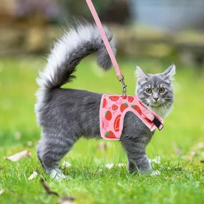 Zoomtopia Harnais pour chat et petit chien