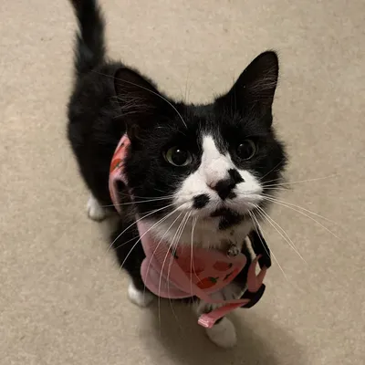 Zoomtopia Harnais pour chat et petit chien