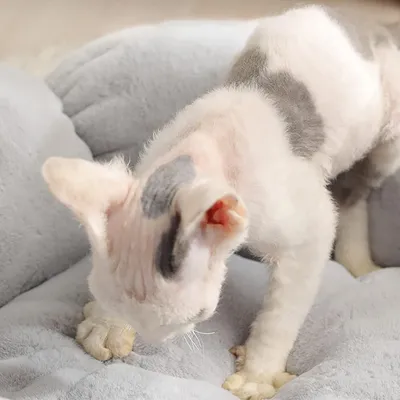 Pawzy Lit pour Chat en Forme de pétale