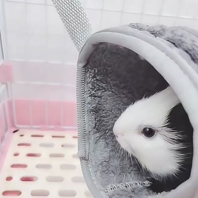 Zoomtopia Tunnel de suspension pour petits animaux