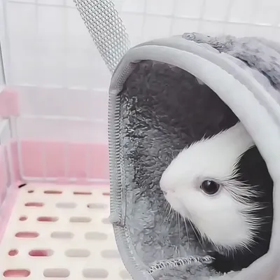 Zoomtopia Tunnel de suspension pour petits animaux