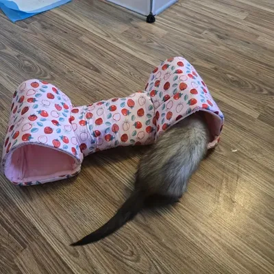 Zoomtopia Tunnel jouet pour cochon d'Inde