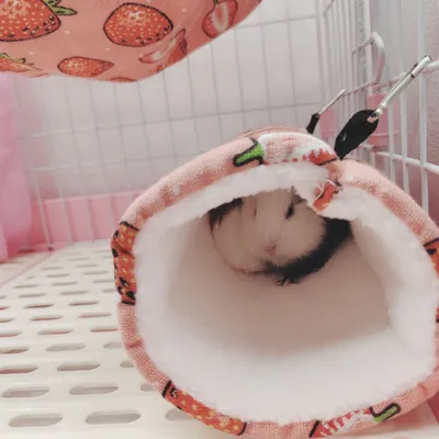 Zoomtopia Tunnels de rongeurs