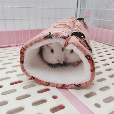 Zoomtopia Tunnels de rongeurs