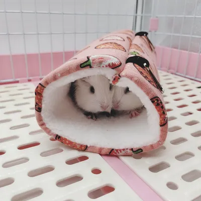 Zoomtopia Tunnels de rongeurs
