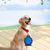 Pawzy Gamelle double pliable pour chien et chat