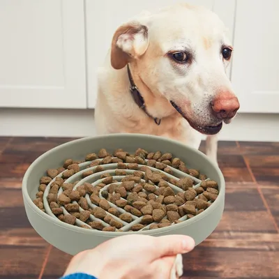Pawzy Gamelle anti - glouton pour  chien