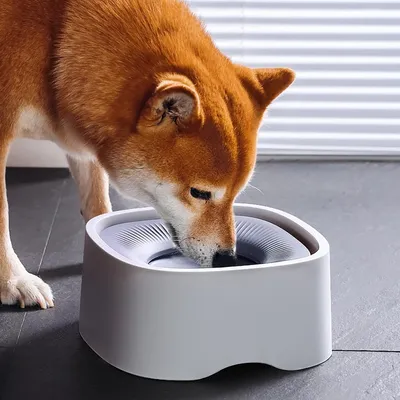 Zoomtopia Bol d'eau pour chien Zoomtopia Bol d'eau pour chien