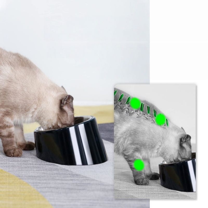 Zoomtopia Bol incliné pour chien et chat