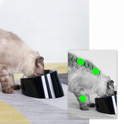 Zoomtopia Bol incliné pour chien et chat Zoomtopia Bol incliné pour chien et chat