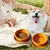 IntiMeg Bol double en silicone pour chien de voyage