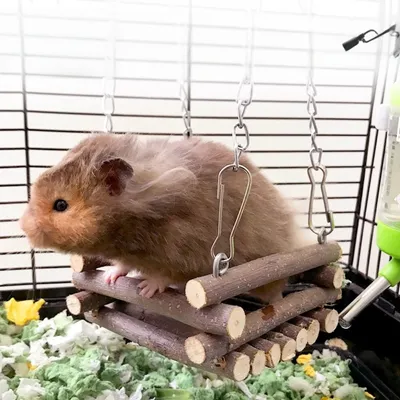 Zoomtopia Balançoire pour animaux
