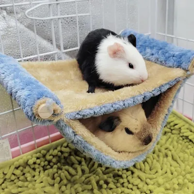 Zoomtopia Hamac pour cage à rats