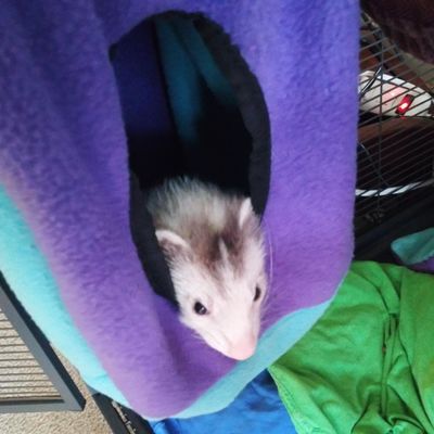 Zoomtopia Hamac suspendu en nylon pour petits animaux