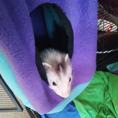 Zoomtopia Hamac suspendu en nylon pour petits animaux