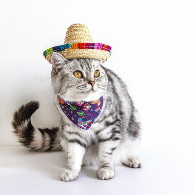 Zoomtopia Chapeau de soleil pour chat