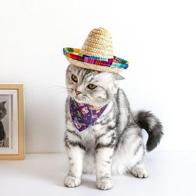 Zoomtopia Chapeau de soleil pour chat