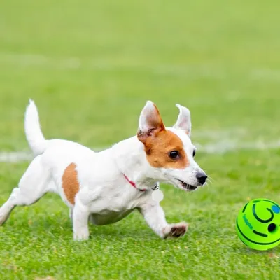 Zoomtopia Balle à rire pour chiens