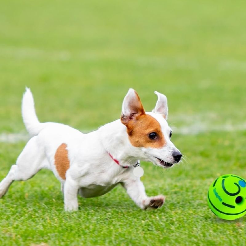 Zoomtopia Balle à rire pour chiens