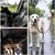 Coco Pup Lot de 2 Ceintures de Sécurité pour Chien