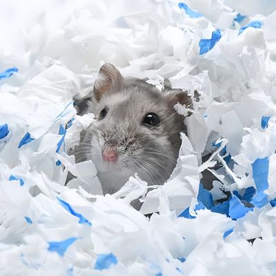 FurryFusion Ropa de cama de algodón y papel para animales pequeños