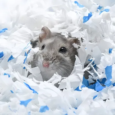 FurryFusion Litière en coton et papier pour petits animaux FurryFusion Litière en coton et papier pour petits animaux