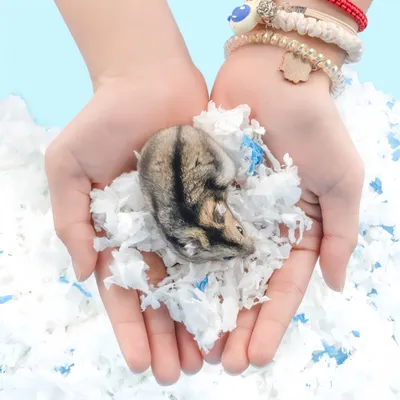 FurryFusion Litière en coton et papier pour petits animaux FurryFusion Litière en coton et papier pour petits animaux