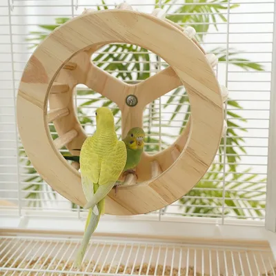 Zoomtopia Roue pour perroquet en bois