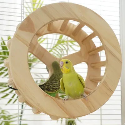 Zoomtopia Roue pour perroquet en bois
