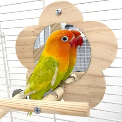 Zoomtopia Perchoir avec miroir pour cage à oiseaux