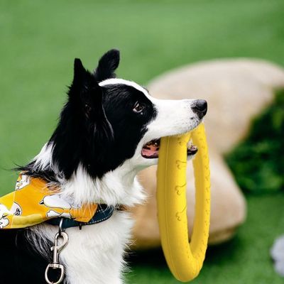 Zoomtopia Anneau pour chien