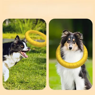 Zoomtopia Anneau pour chien