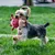 Jouets à mâcher pour chiots, jouets en corde